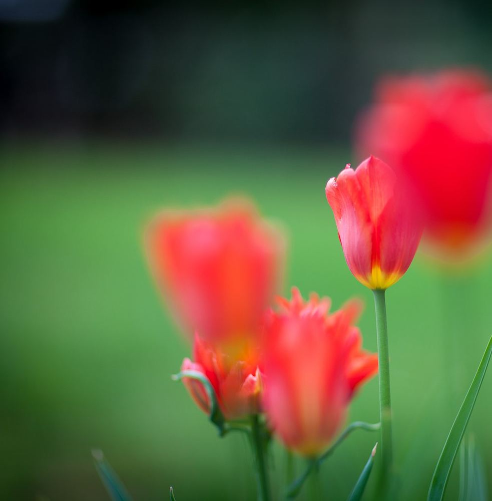 Spring